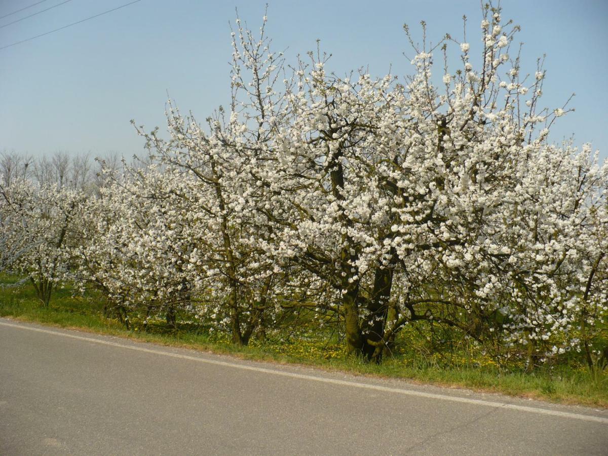 L'Albero Della Gioia Villanova sull'Arda Bagian luar foto