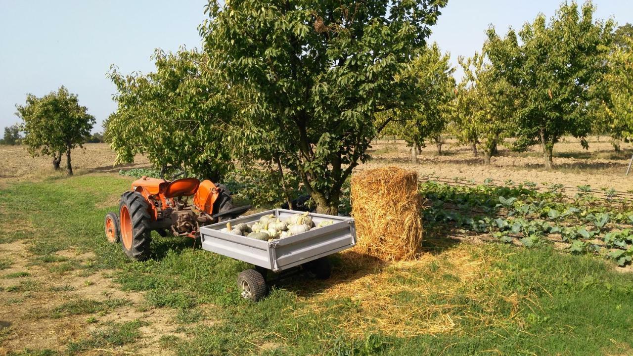 L'Albero Della Gioia Villanova sull'Arda Bagian luar foto